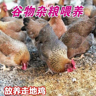 广东清远鸡项连州散养走地鸡新鲜现杀白切鸡椰子鸡滋补土鸡月子鸡