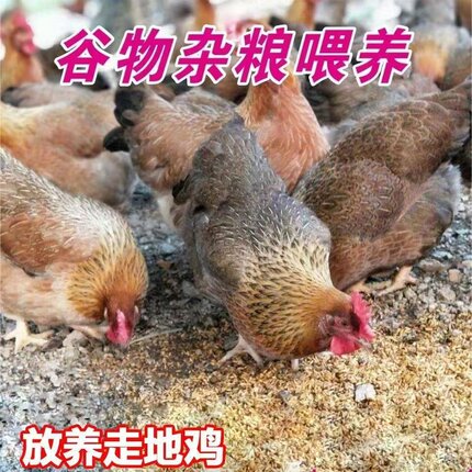 广东清远鸡项连州散养走地鸡新鲜现杀白切鸡椰子鸡滋补土鸡月子鸡