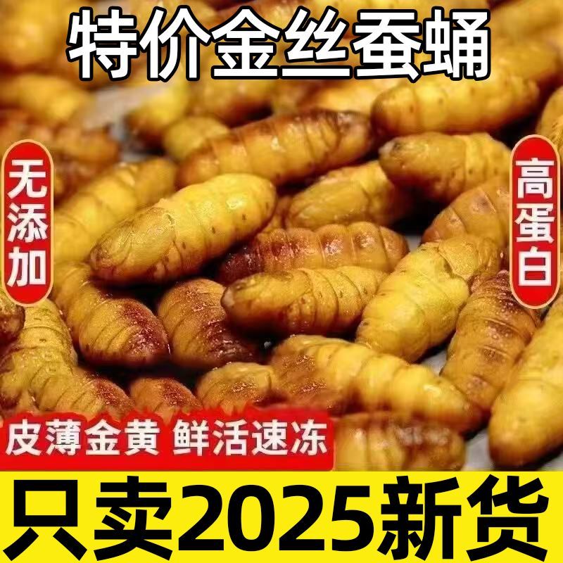 无盐鲜活速冻山东特产美味黄蛹