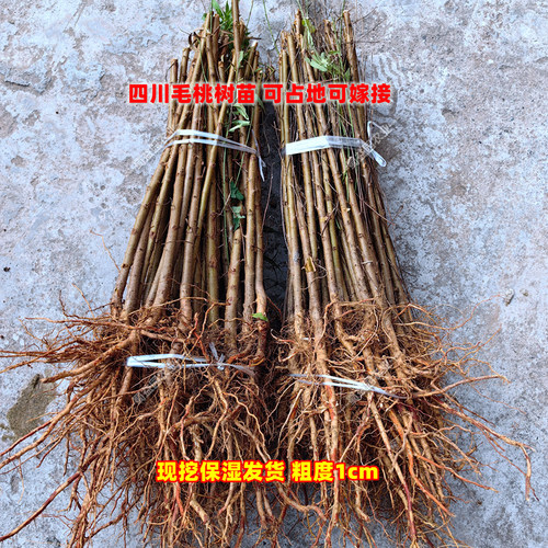 毛桃桃树直生苗落叶树苗现挖保湿