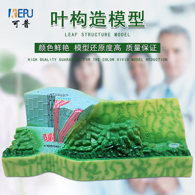 叶构造模型初中高中植物解剖模型教学演示器材教学仪器生物实验模型