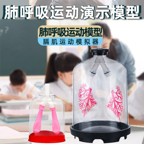 膈肌运动模型膈肌运动模型
