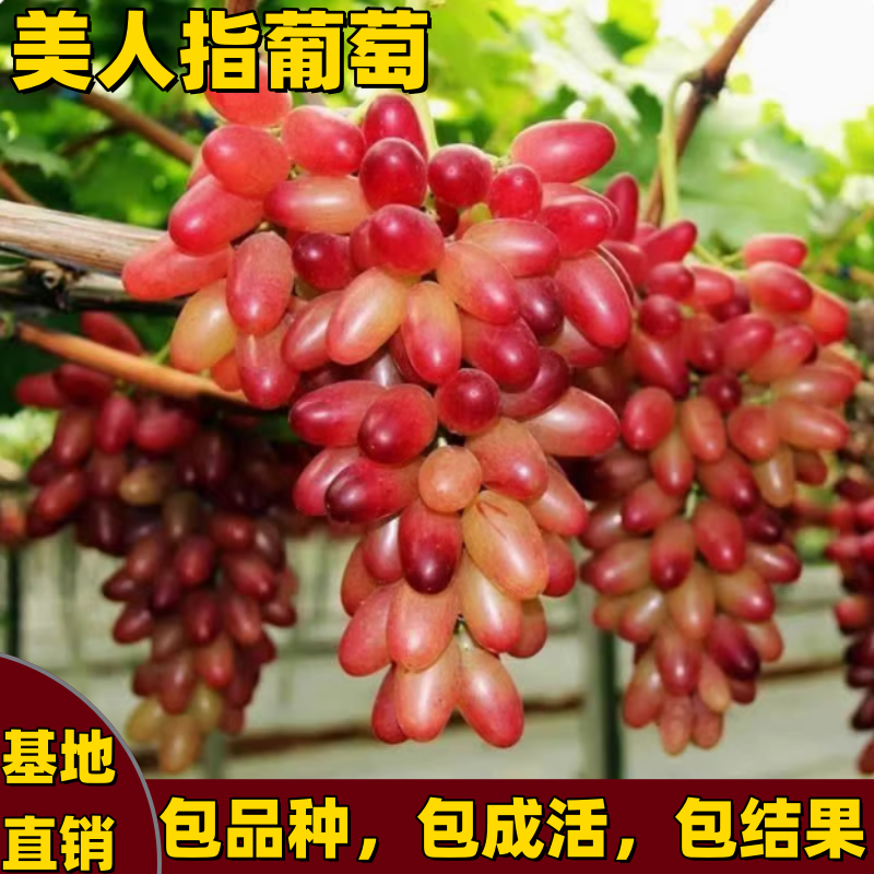 美人指葡萄树苗耐寒耐热庭院爬藤无核嫁接果树南北方种植当年结果,鲜花速递/花卉仿真/绿植园艺,果树,淘宝优惠券,粉丝福利购,淘宝优惠卷