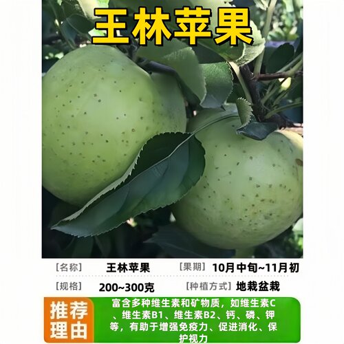 王林苹果树苗南北方脆甜当年结果