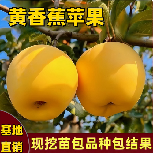 黄香蕉苹果树苗南北方庭院地盆栽