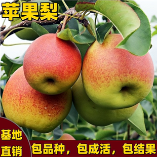 苹果梨树苗南方北方种植地栽坐果能力强嫁接矮化多汁耐寒当年结果