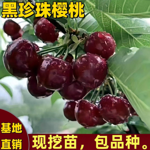 黑珍珠樱桃树苗矮化嫁接特大耐寒