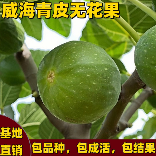 青皮无花果苗嫁接矮化大果南北方