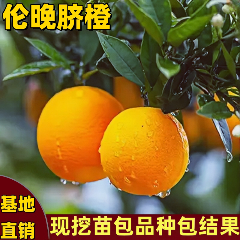 伦晚脐橙树南方北方当年结果香甜图片