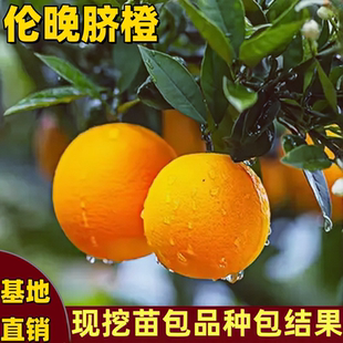 伦晚脐橙树苗南北方种植庭院阳台盆栽地栽嫁接嫩甜橙子苗当年结果