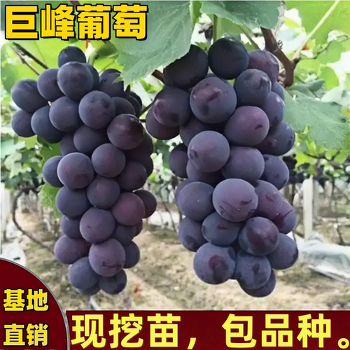 巨峰葡萄树苗南北方种植盆栽爬藤