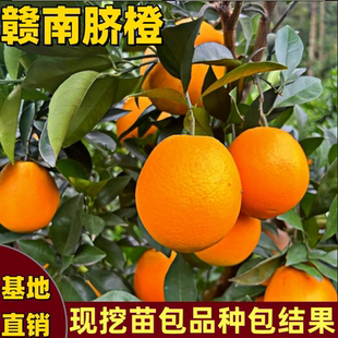 赣南脐橙树苗南北方地栽盆栽特大果多汁嫁接苗甜橙子苗当年结果