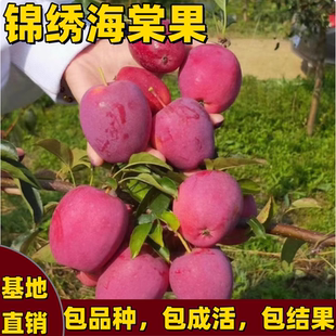 锦绣海棠果苹果树苗南北方庭院地栽盆栽鸡心矮化嫁接果树苗当年结