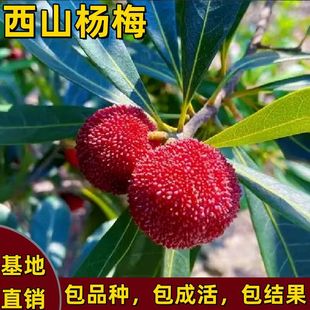 西山杨梅树苗嫁接果树耐寒南方北方庭院种植盆栽地栽大果当年结果