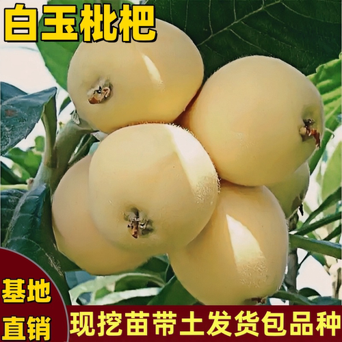 白玉枇杷苗果香甜带叶带根大果树