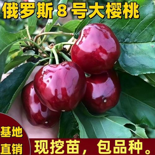 俄罗斯八号大樱桃树苗南北方矮化