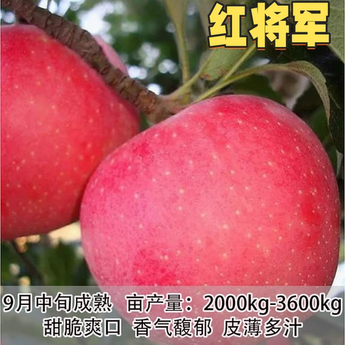 红将军苹果树苗矮化大果南方北方