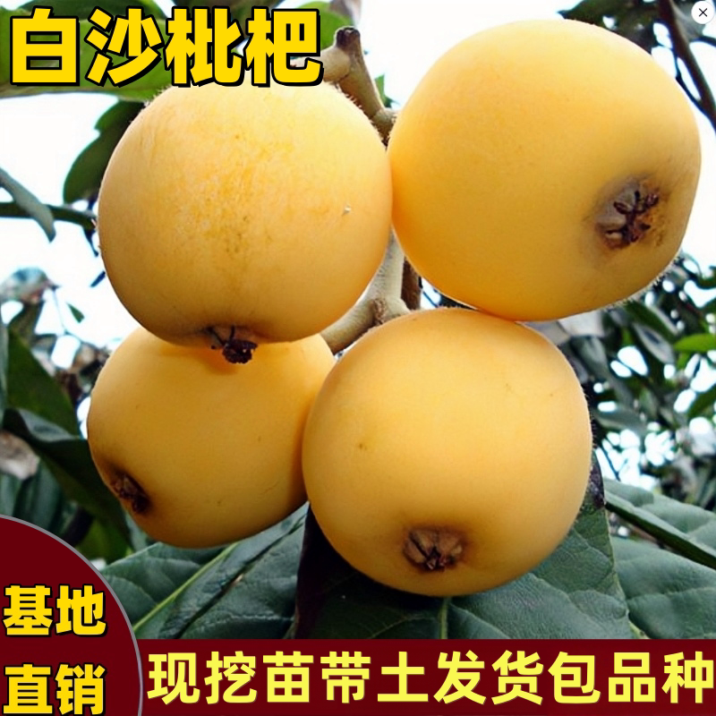 正宗白沙枇杷苗香甜大果耐寒耐热图片