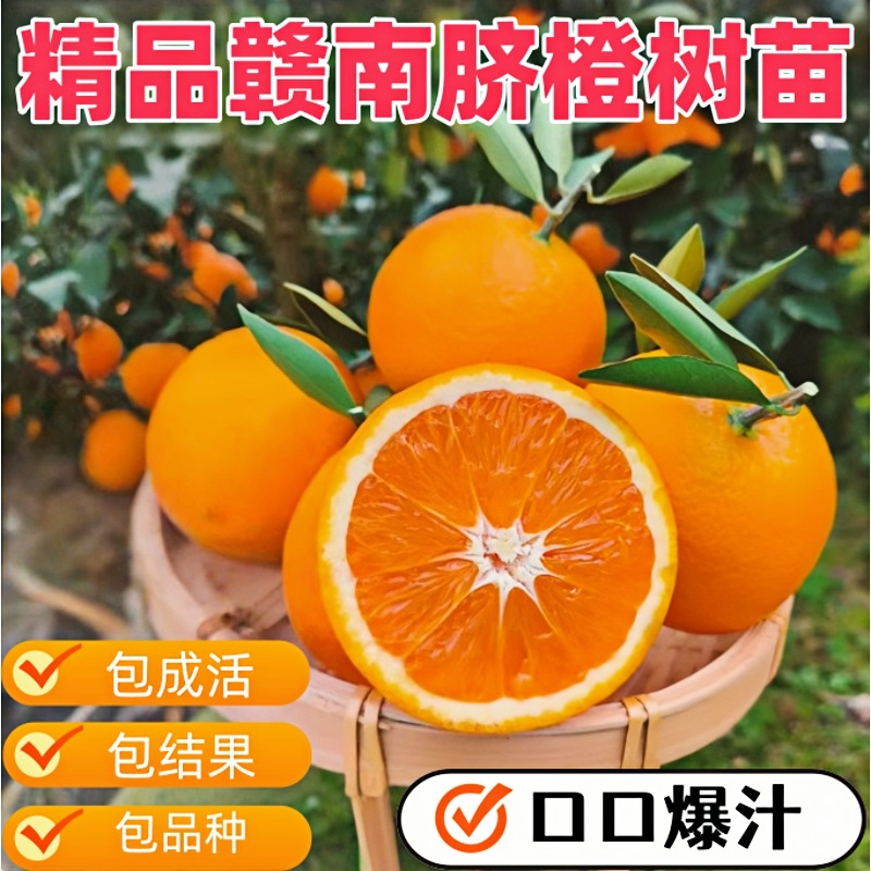 橙子树苗多汁脐橙树苗鲜嫩甜橙子