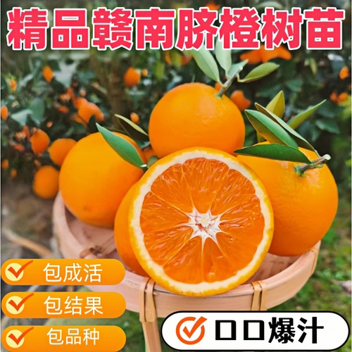 橙子树苗多汁脐橙树苗鲜嫩甜橙子