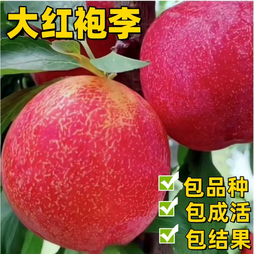 大红袍李子苗南北方红皮李子特大