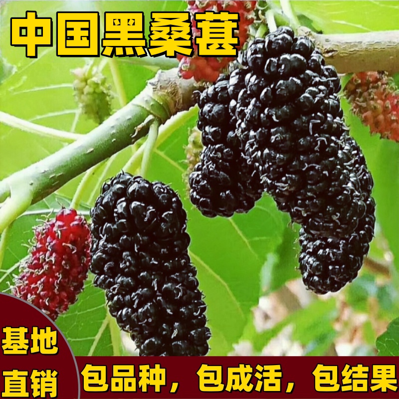 中国黑桑苗南北方庭院地栽特大号盆栽嫁接桑葚树苗果树苗当年结果