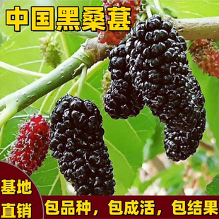 中国黑桑苗南北方庭院地栽特大号盆栽嫁接桑葚树苗果树苗当年结果