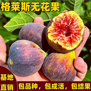 格莱斯无花果树苗南北方庭院水蜜桃无花果嫁接冰糖心特大当年结果