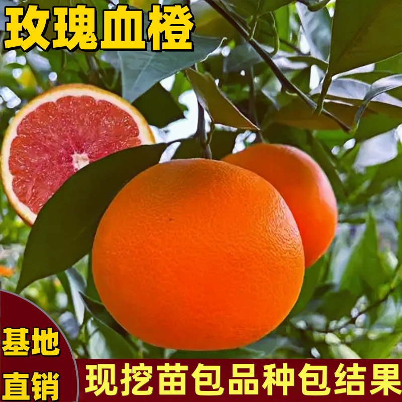 玫瑰血橙树苗南北方种植庭院阳台盆栽地栽矮化嫁接血橙苗当年结果