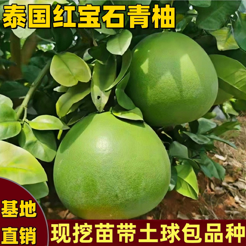 泰国红宝石青柚树苗南方北方庭院嫁接红心柚子树苗带土球当年结果