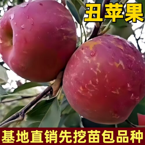 丑苹果树苗南方北方大果高产脆甜