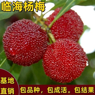 临海杨梅树苗嫁接果树耐寒南方北方庭院种植盆栽地栽大果当年结果