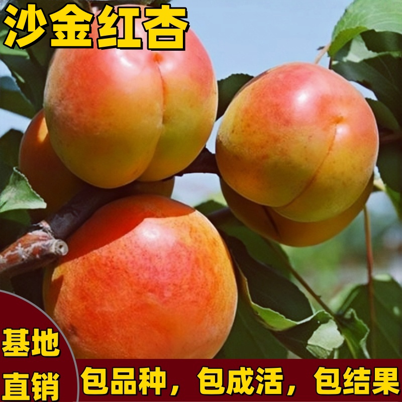沙金红杏苗南北方庭院嫁接特大号杏树果苗大红杏早熟耐寒当年结果