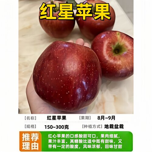 红星苹果树苗嫁接南北方地栽盆栽