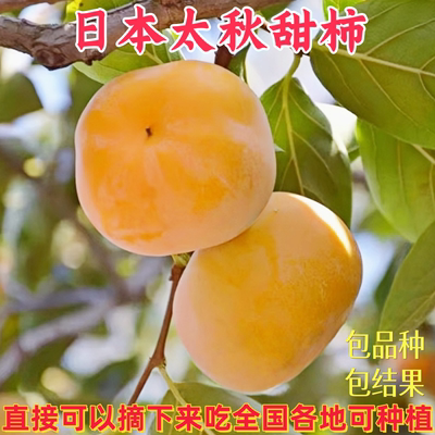 太秋甜柿树苗耐寒耐热特大果地栽