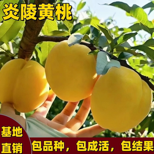 炎陵黄桃树苗南北方种植早晚熟耐寒嫁接特大桃树果苗黄肉当年结果