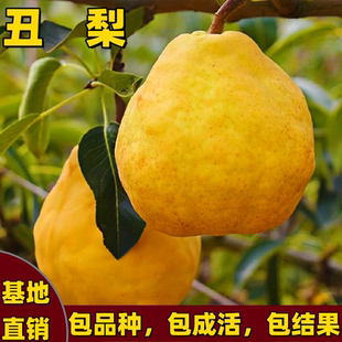 中华丑梨树苗嫁接矮化梨树苗南方北方种植地栽盆栽耐寒当年结果苗