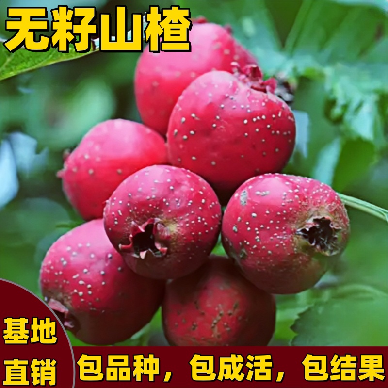 无籽山楂苗南北方种植特大果嫁接图片