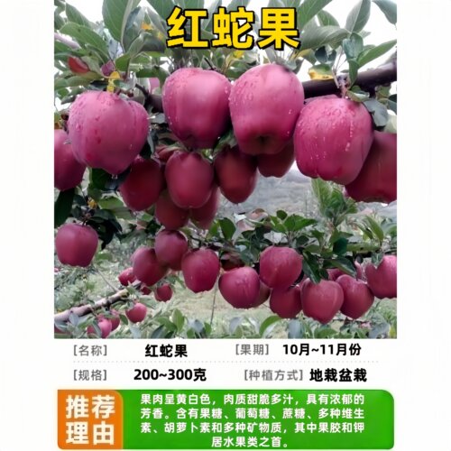 红蛇果苹果树苗南方北方种植脆甜