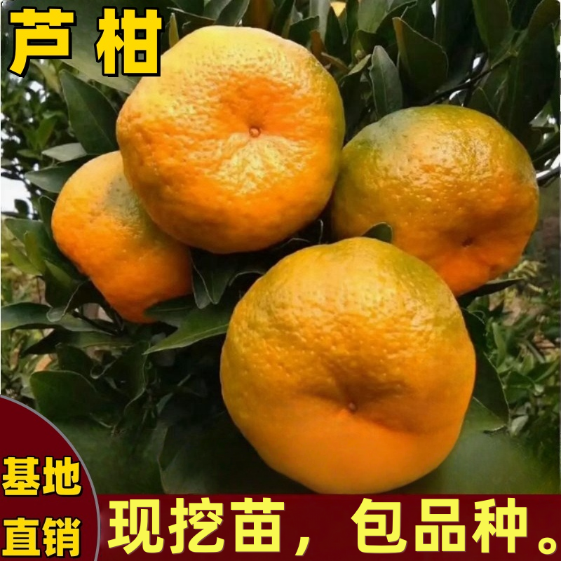 芦柑树苗南方北方庭院地栽嫁接橘子树果树苗大果盆栽耐寒当年结果