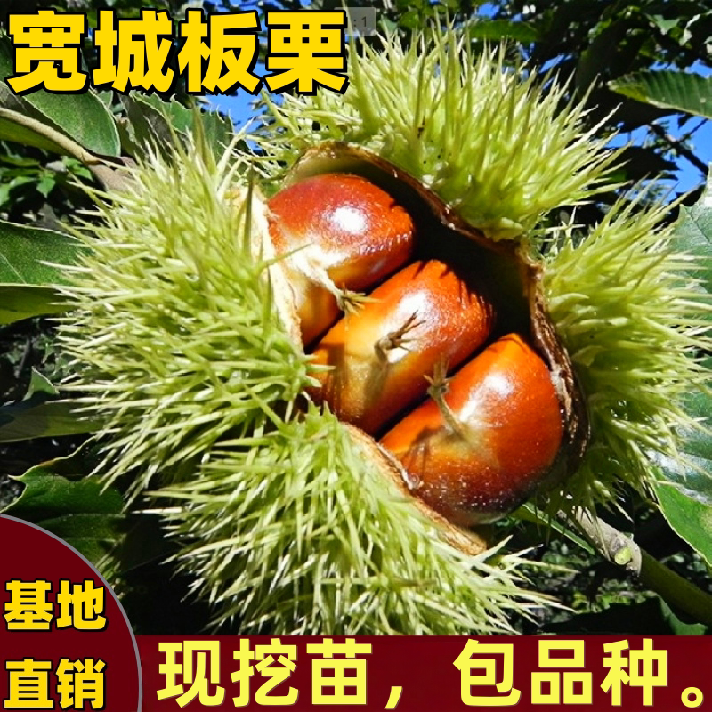 宽城板栗苗南北方种植嫁接晚熟板栗树苗特大号果树苗耐寒当年结果