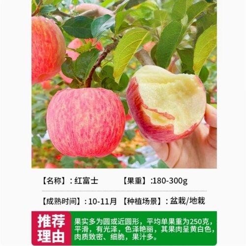 红富士苹果树苗矮化嫁接南北方种