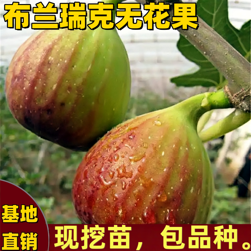 布兰瑞克无花果苗果树南方北方地栽盆栽特大矮化嫁接大果当年结果