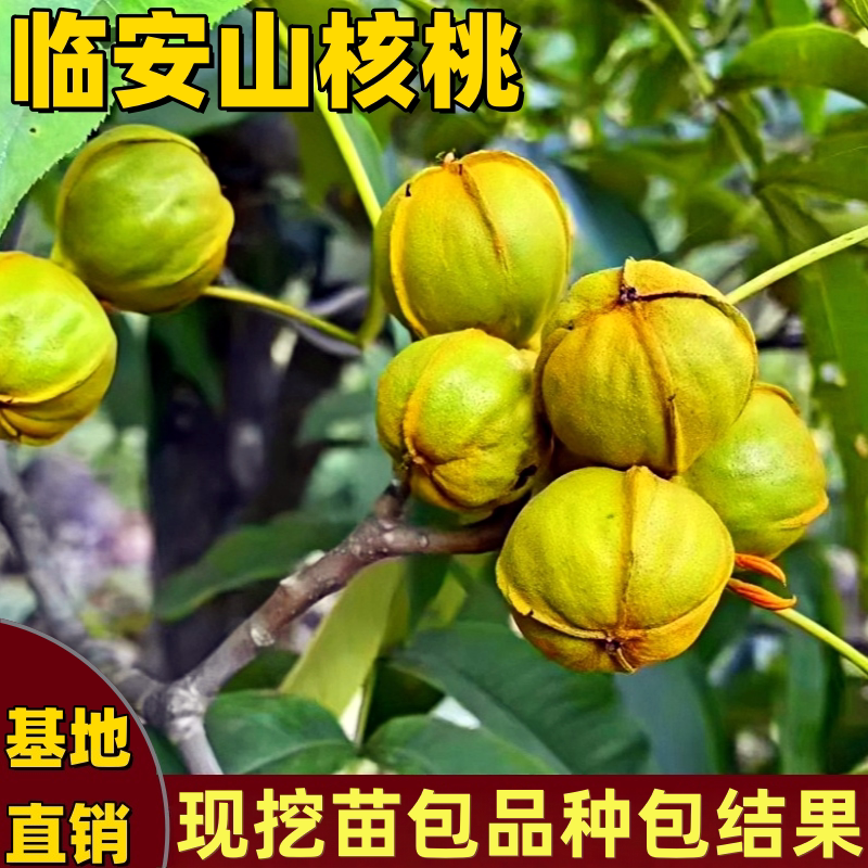 临安山核桃树苗南北方庭院地栽盆栽嫁接特大号核桃树果苗当年结果
