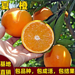 夏橙树苗南北方庭院种植耐寒嫁接香甜橙子特大果树苗矮化当年结果