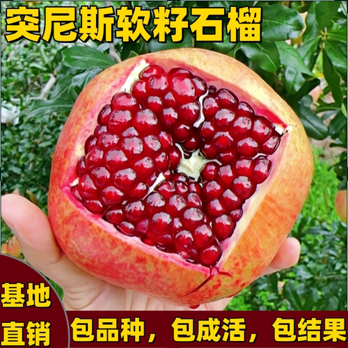 突尼斯石榴树苗南北方特大果软籽