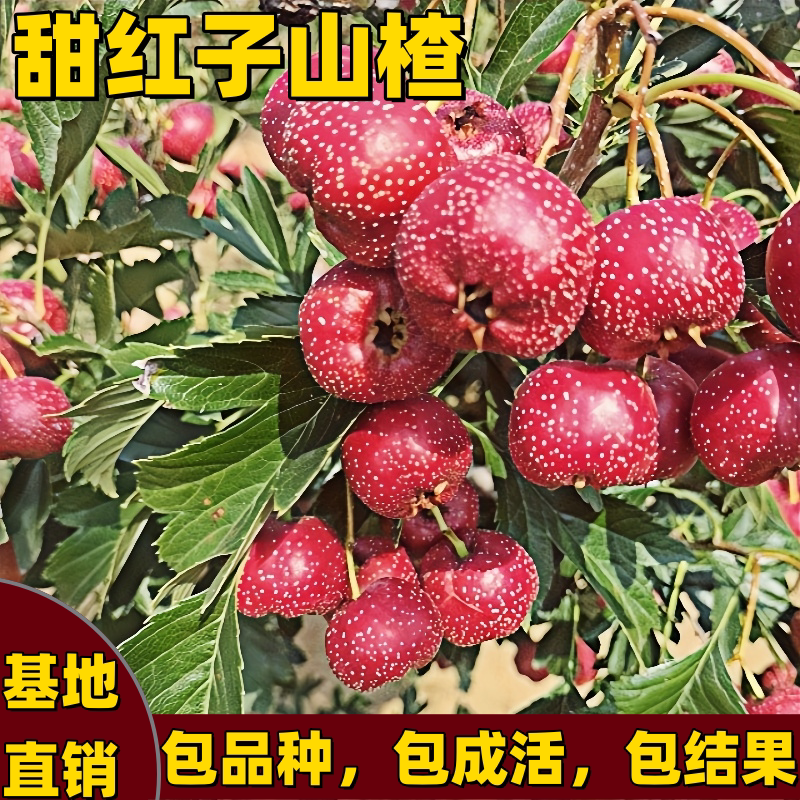 甜红子山楂树苗盆栽地栽山楂苗耐寒南方北方种植嫁接大果当年结果