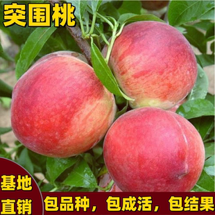 突围桃苗南北方种植种植早熟嫁接甜脆桃耐寒特大桃树果苗当年结果