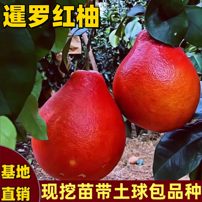 泰国暹罗红柚树苗南北方地栽盆栽嫁接红心柚子树苗带土球当年结果