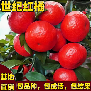 世纪红橘苗庭院地栽盆栽红桔子树苗无籽美国红皮橘子树苗当年结果
